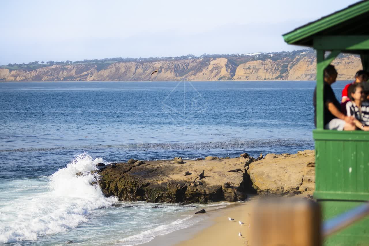 The beach, wildlife and the ocean at La Jolla Cove.