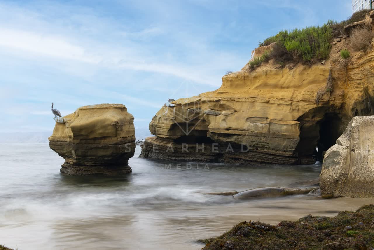 The cliffs, wildlife and the ocean at La Jolla Cove.