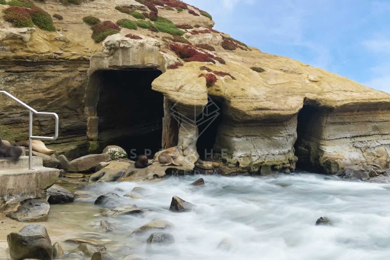 The cliffs, the surf and wildlife at La Jolla Cove.
