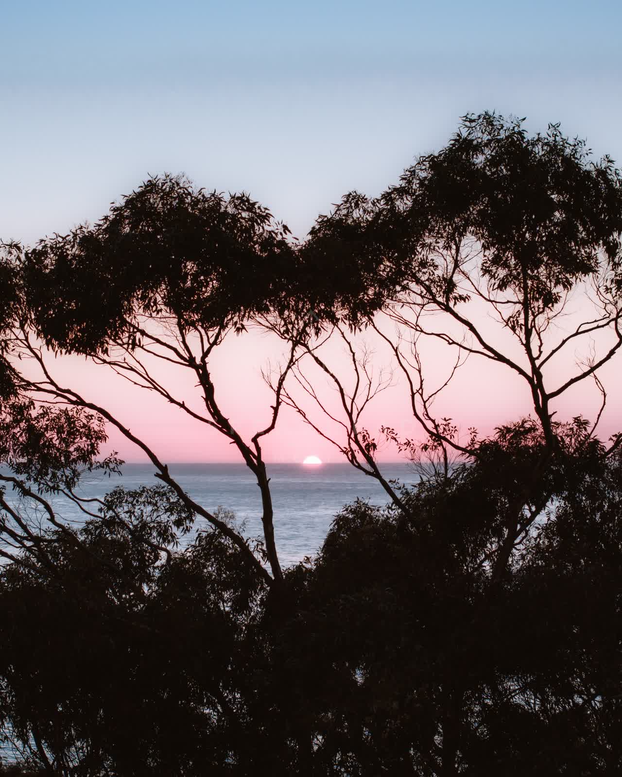 Elevated view of the cliffs, palm trees and the ocean at La Jolla Farms.