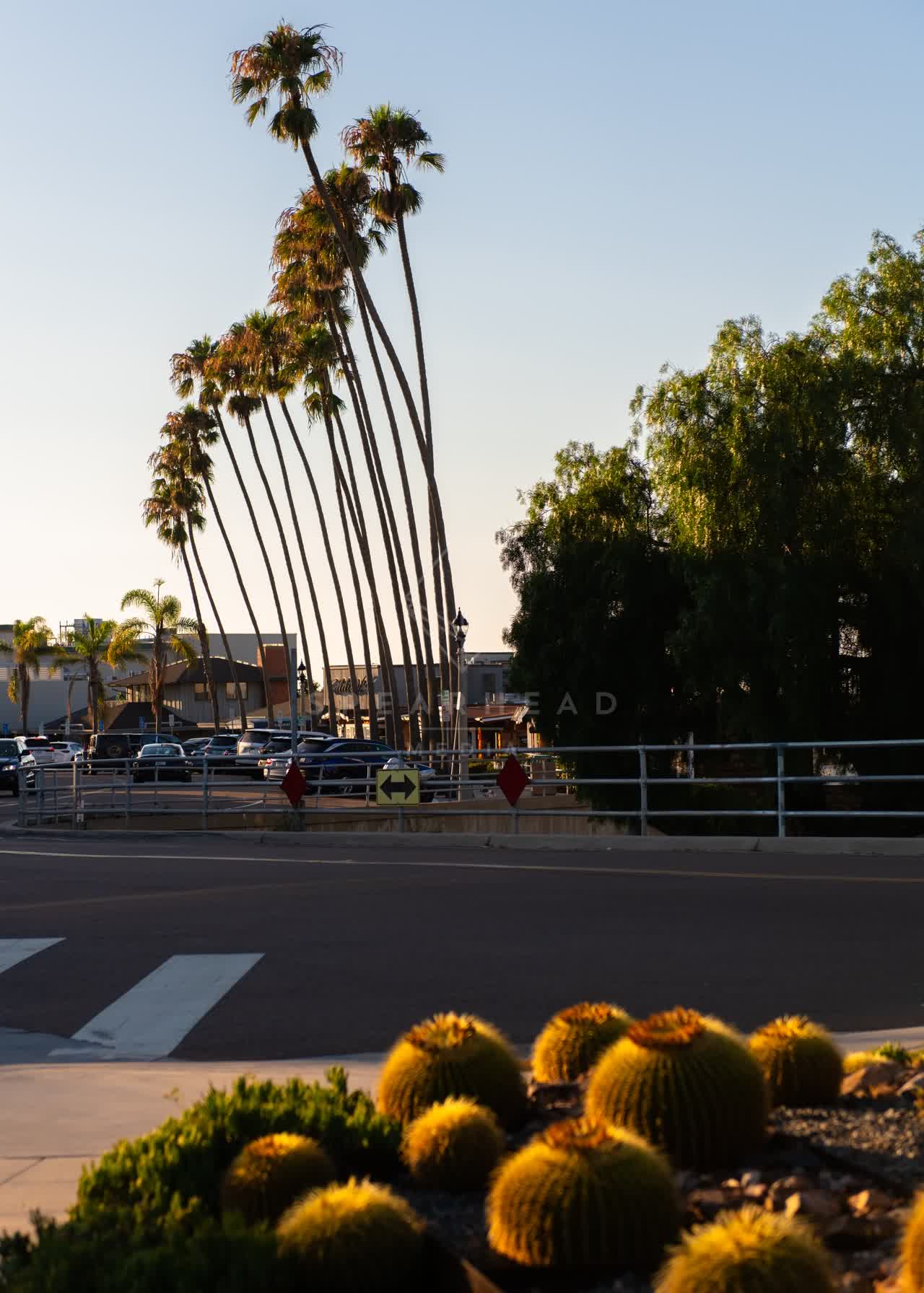 A residential street, palm trees and the buildings at Village of La Jolla.