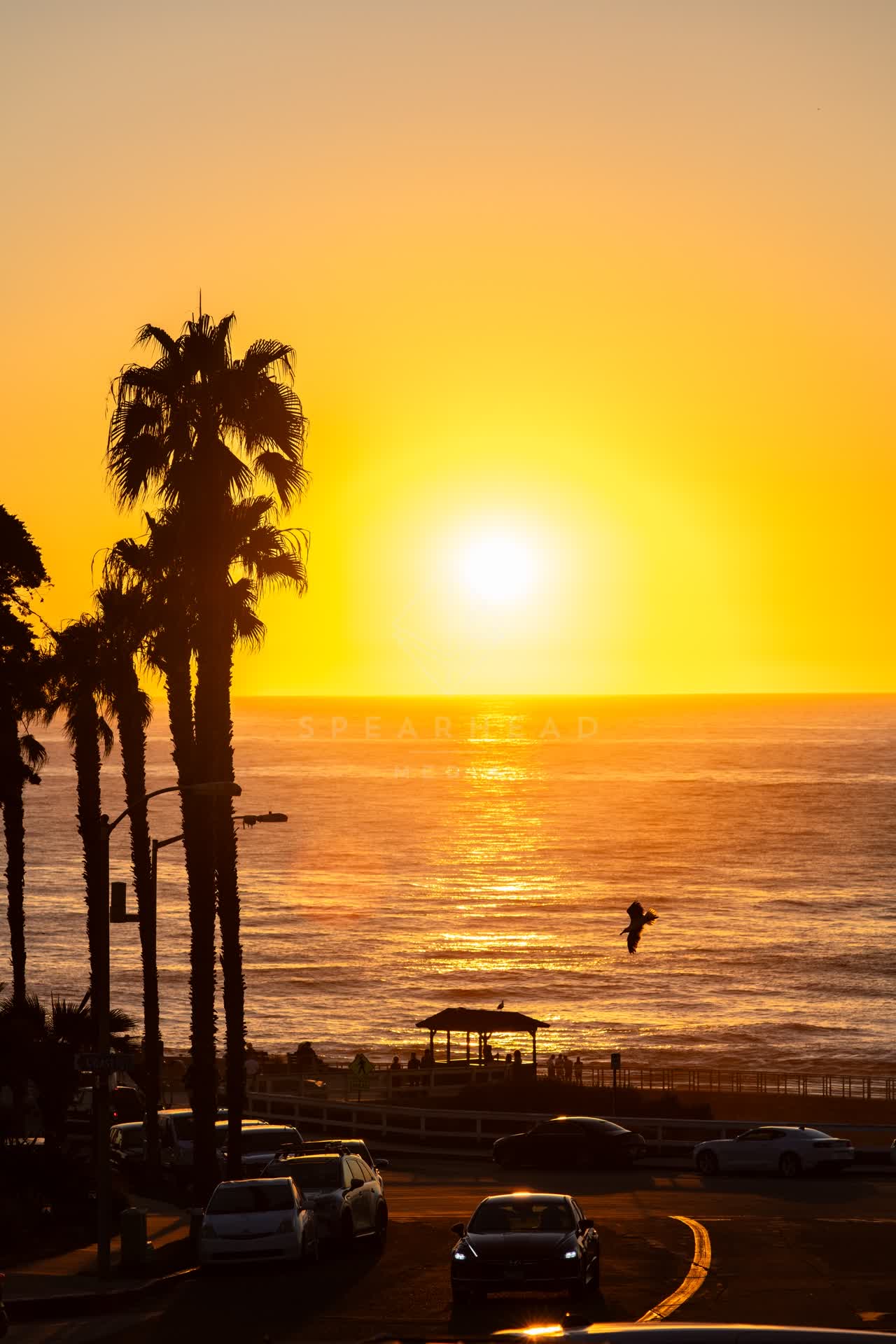 Elevated view of the beach, wildlife and palm trees at La Jolla Cove.