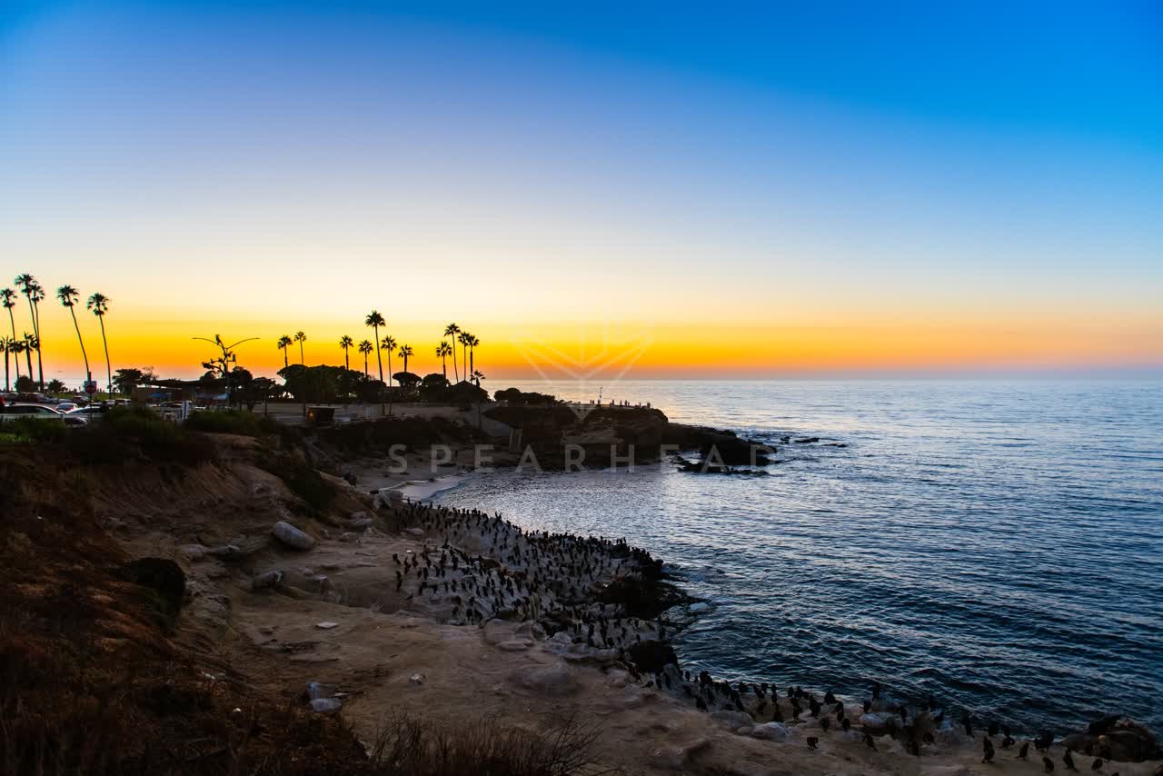 Elevated view of the cliffs, wildlife and palm trees at La Jolla Cove.