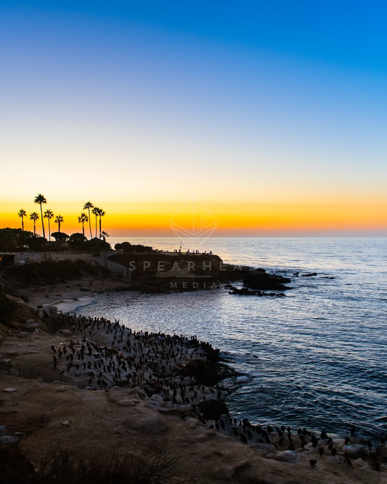 Elevated view of the cliffs, wildlife and palm trees at La Jolla Cove.