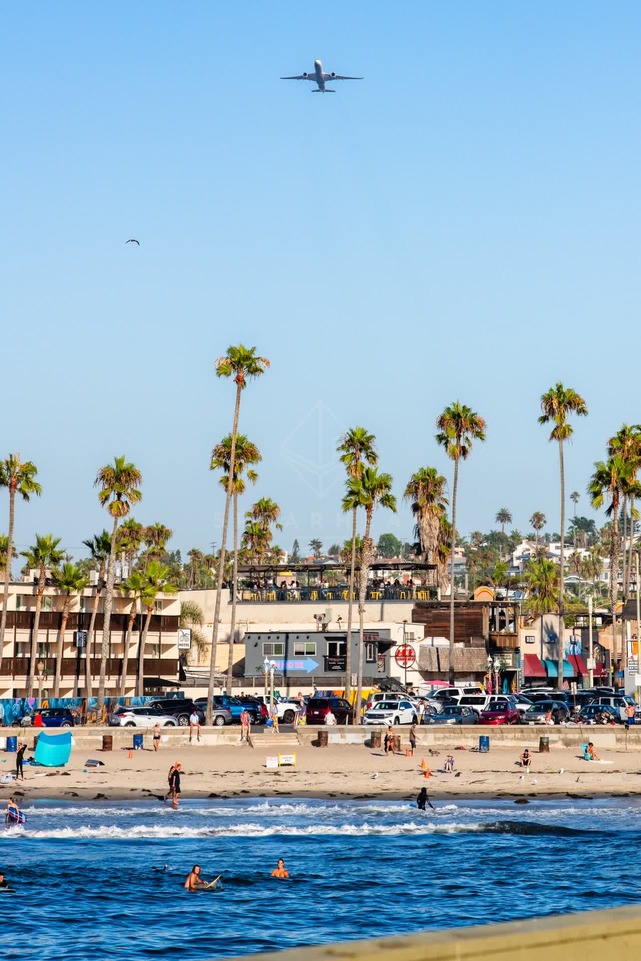 The beach, the surf and palm trees in Ocean Beach, with swimmers in the water.