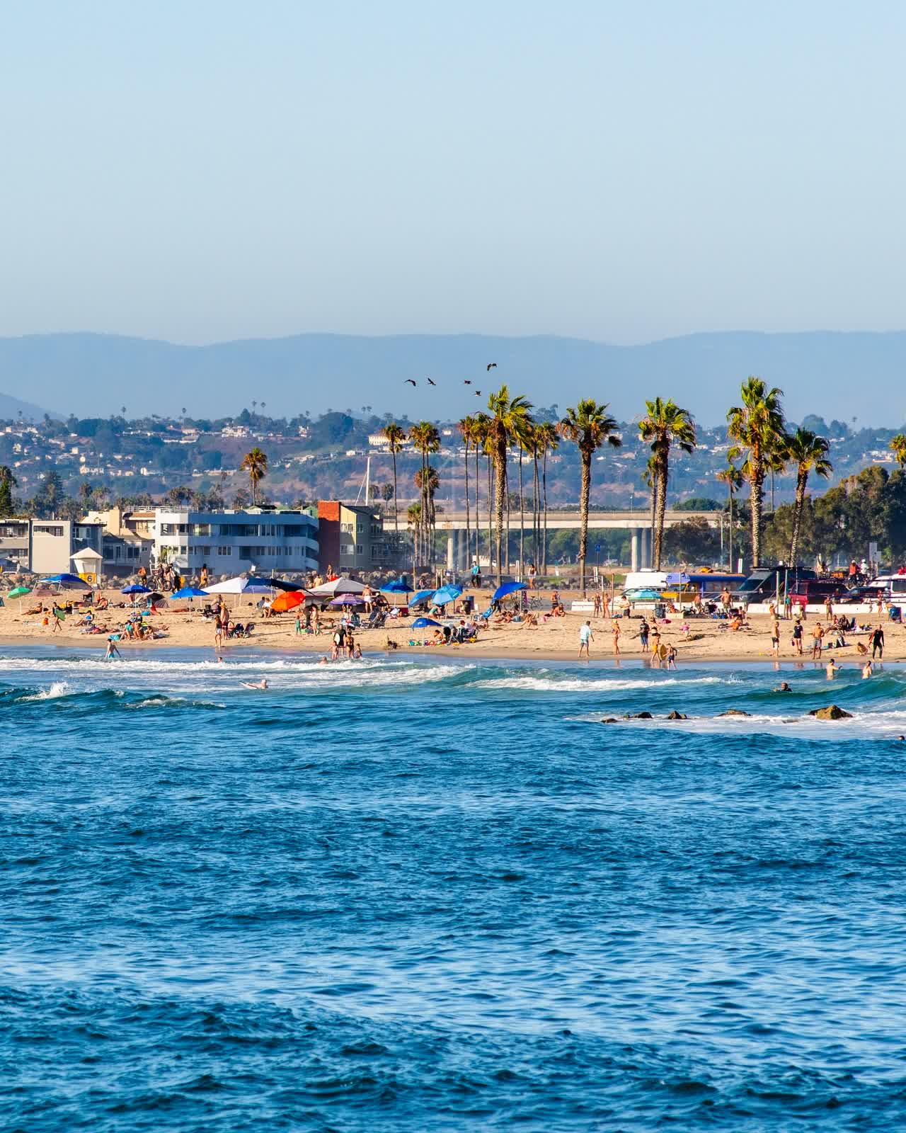 The beach, the surf and wildlife in Ocean Beach, with a crowd gathered.