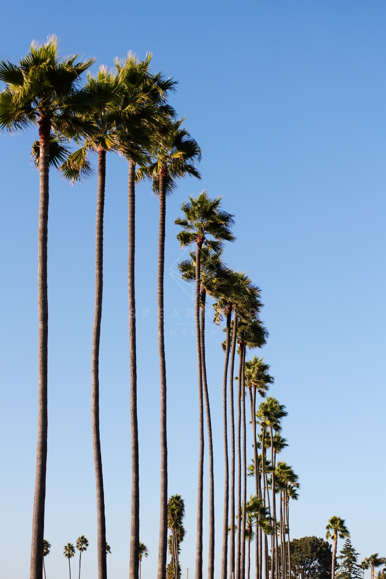 A residential street, palm trees and open country in Encinitas.