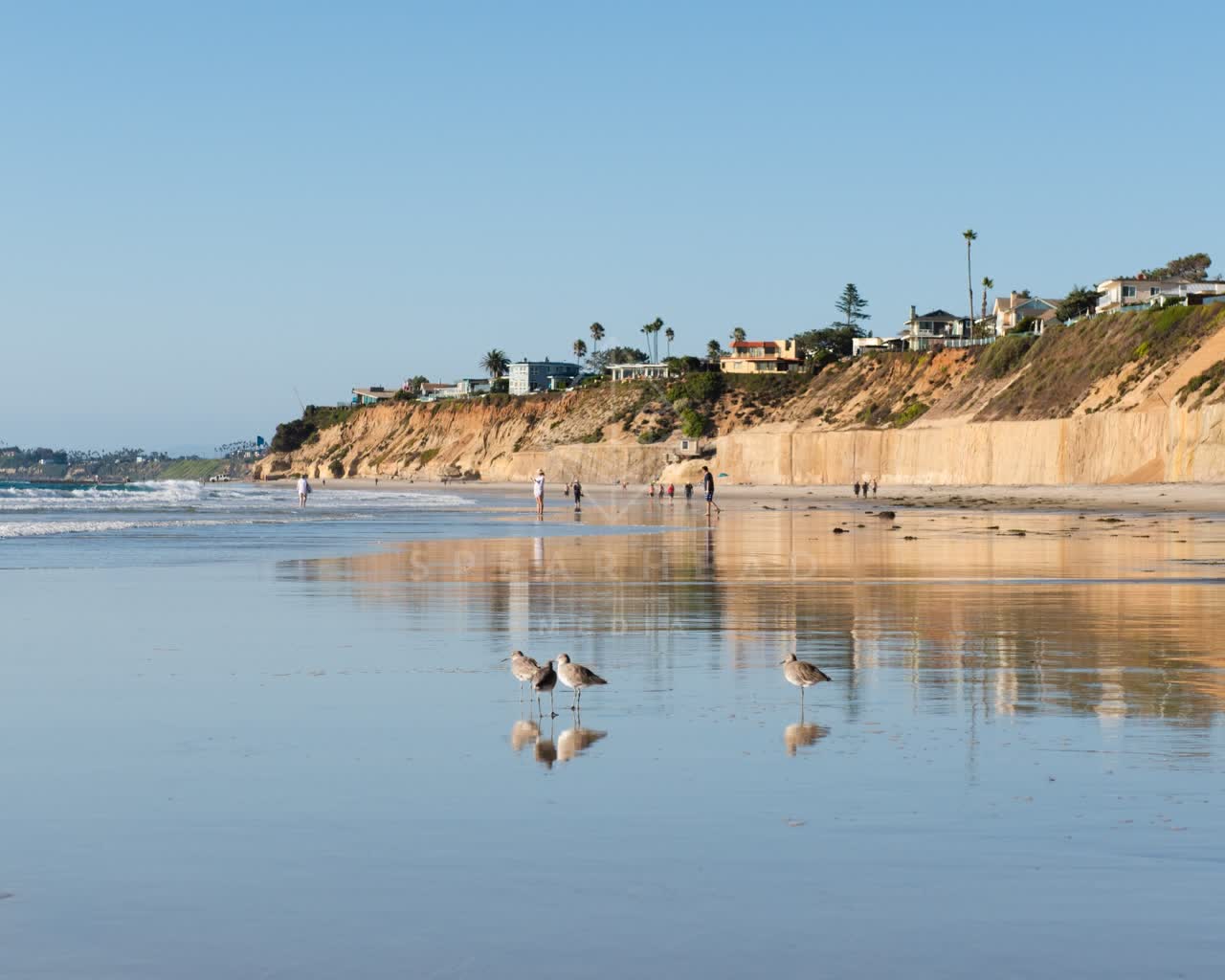 The beach, wildlife and palm trees at Fletcher Cove, with people walking.