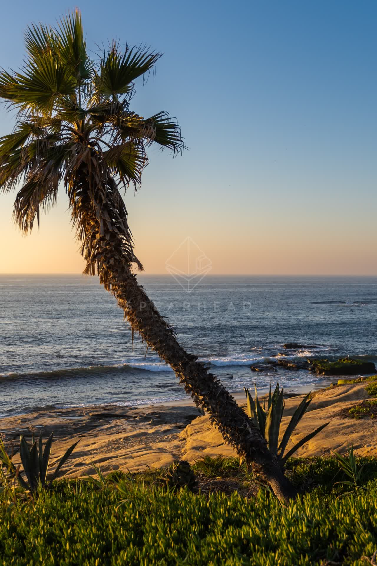 Elevated view of the cliffs, palm trees and the ocean at Windansea.