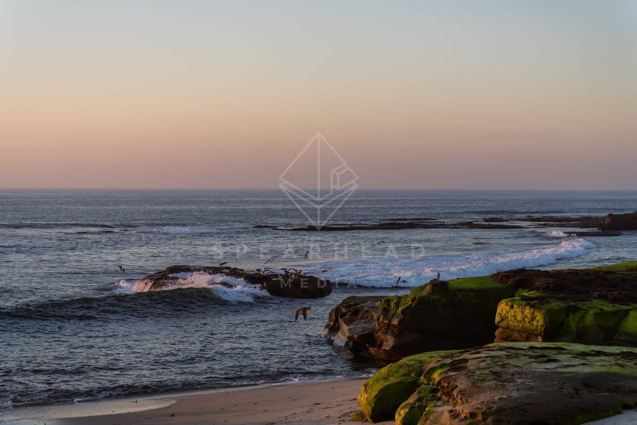 The beach, the surf and wildlife at Windansea.