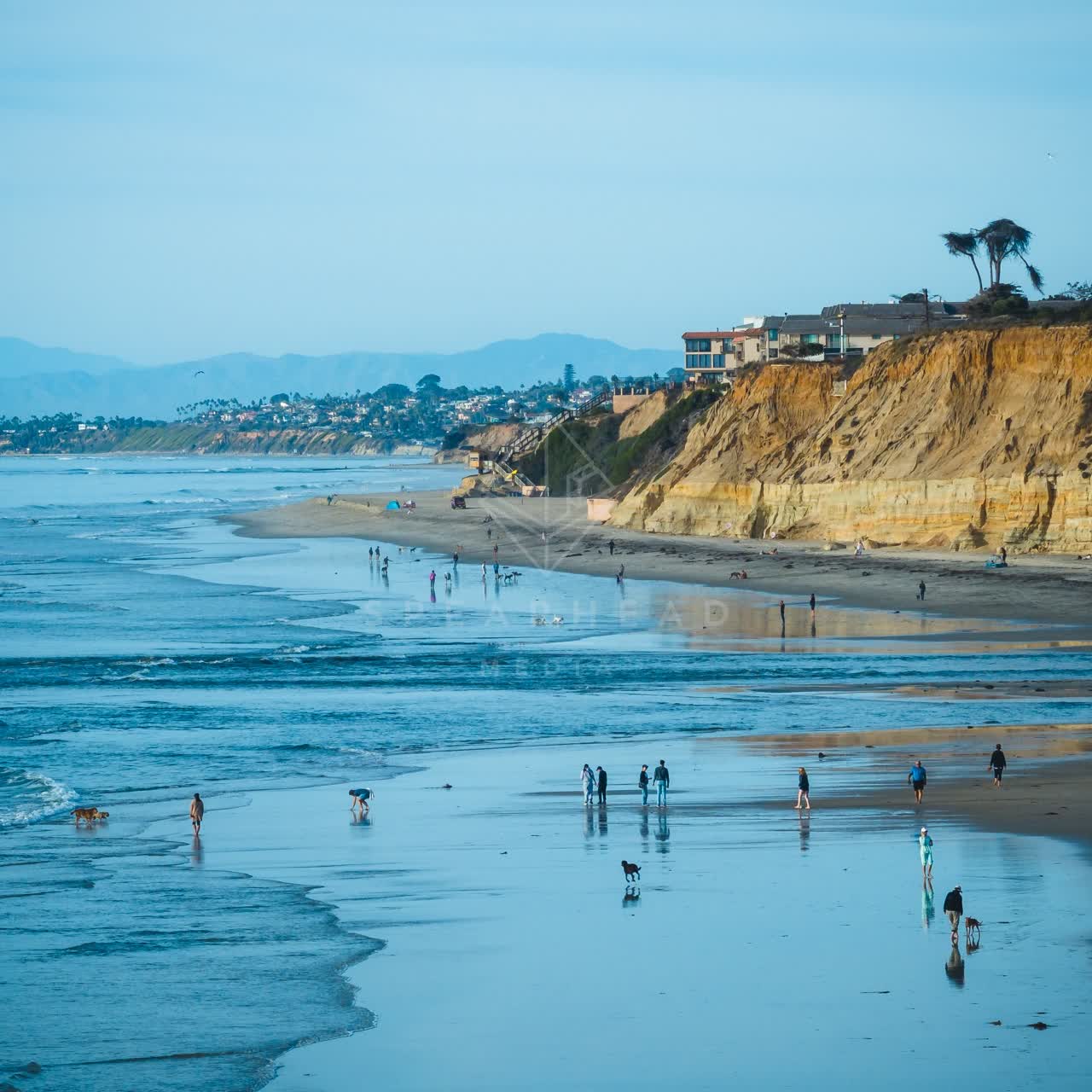 Elevated view of the beach, wildlife and palm trees at Del Mar Dog Beach, with people walking.