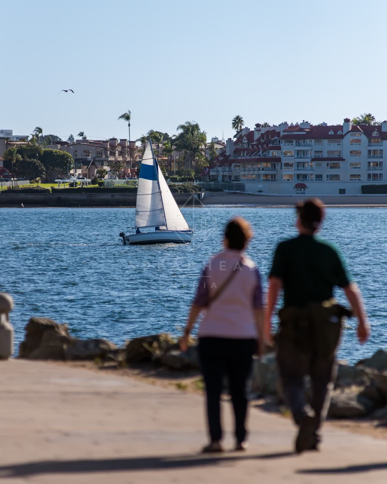 The harbor, boats and wildlife at Embarcadero, with boats out.