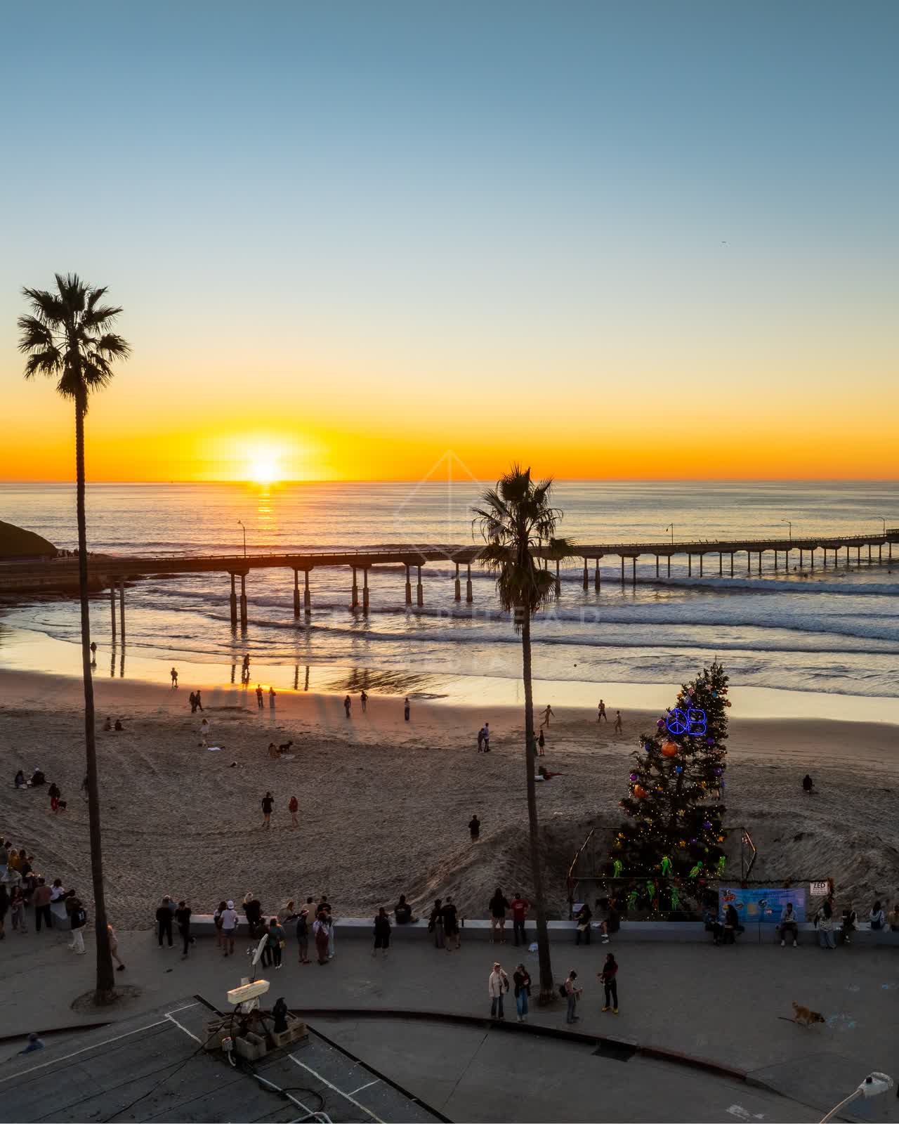 Low aerial view of the beach, the pier and palm trees in Ocean Beach, with a crowd gathered.