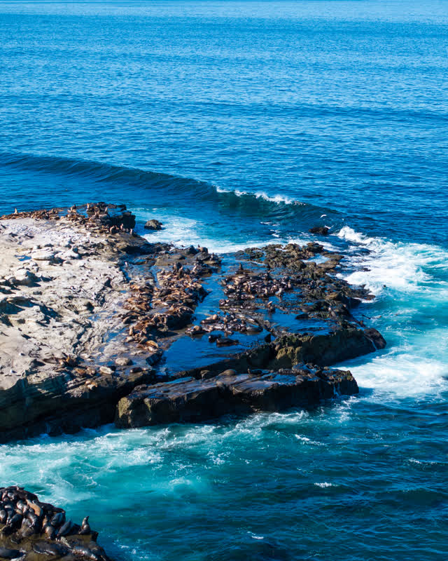 Aerial shot of the seals sea lions and wildlife La Jolla Cove in San Diego on a sunny day | Drone Photo