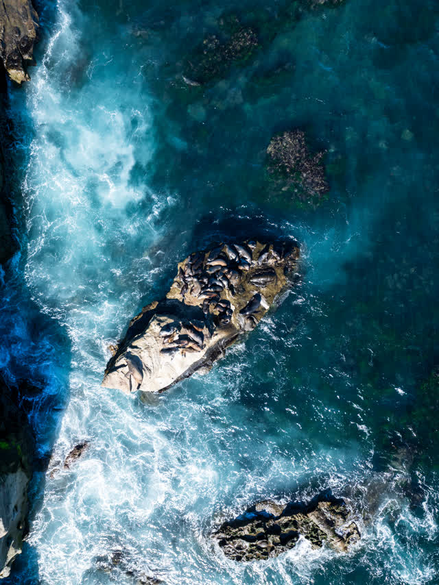 Aerial shot of the seals sea lions and wildlife La Jolla Cove in San Diego on a sunny day | Drone Photo – 1