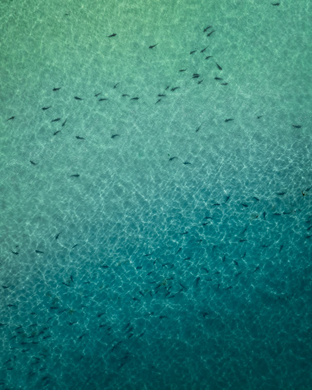 Aerial view of the beach, wildlife and the ocean at La Jolla Shores.