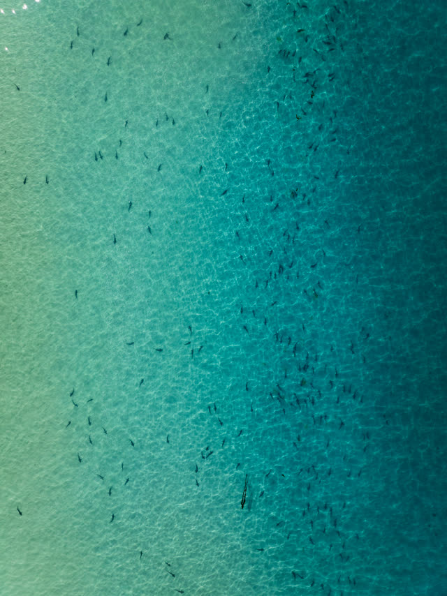 Aerial view of the beach, wildlife and the ocean at La Jolla Shores.