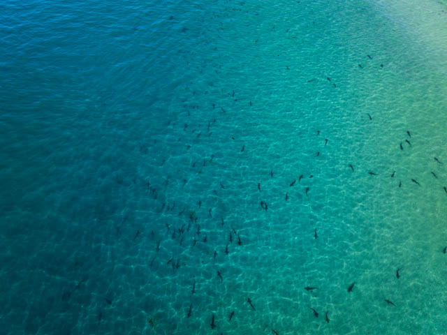 Aerial view of the beach, wildlife and the ocean at La Jolla Shores.