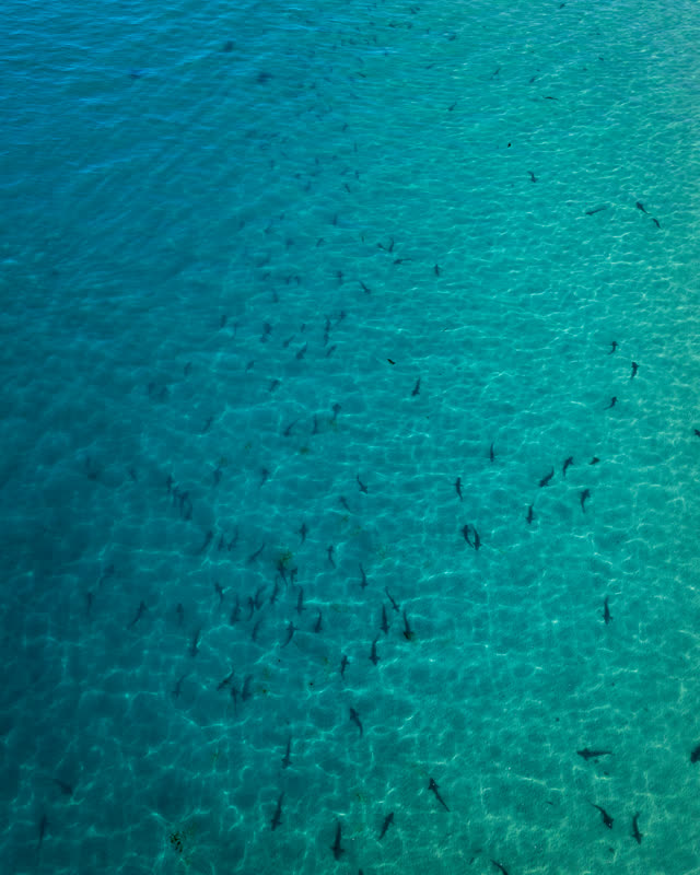 Aerial view of the beach, wildlife and the ocean at La Jolla Shores.