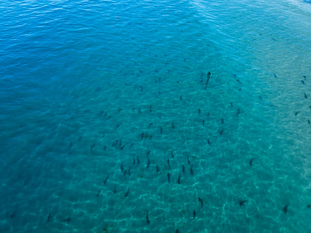 Aerial view of the beach, wildlife and the ocean at La Jolla Shores, with swimmers in the water.