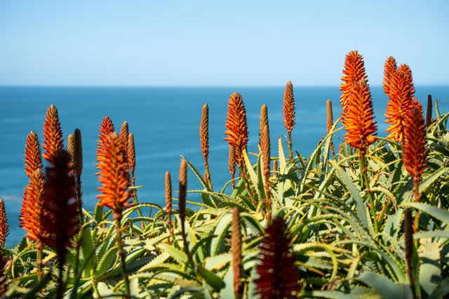 Elevated view of the cliffs, the ocean and open country at La Jolla Shores.