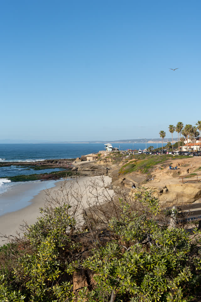 Elevated view of the beach, wildlife and palm trees at La Jolla Cove, with people walking.