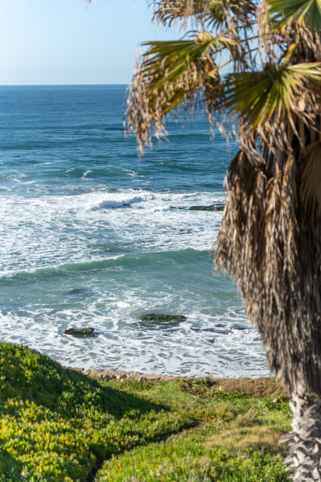 Elevated view of the cliffs, the surf and palm trees at La Jolla Cove.