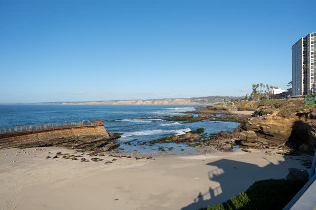 Elevated view of the beach, wildlife and palm trees at La Jolla Cove.