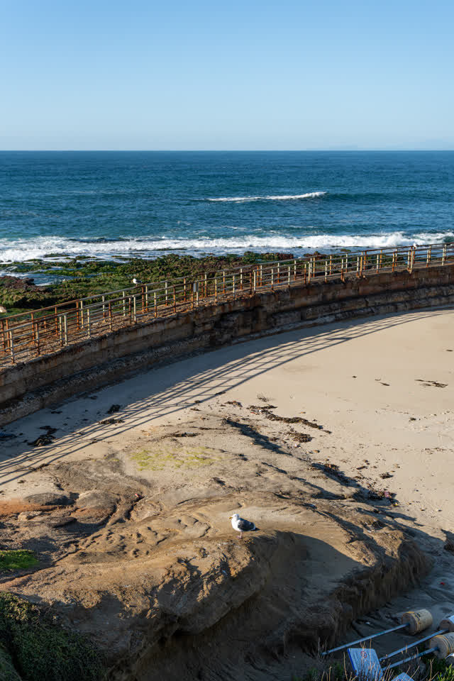Elevated view of the beach, the surf and wildlife at La Jolla Cove.