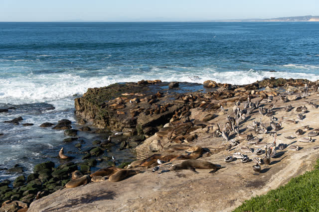 Elevated view of the cliffs, wildlife and the ocean at La Jolla Cove.