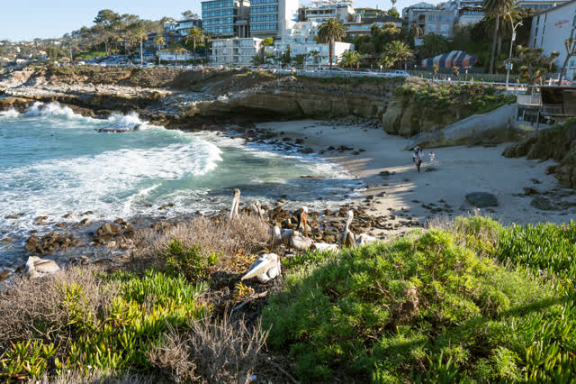 Elevated view of the beach, the surf and wildlife at La Jolla Cove, with people walking.