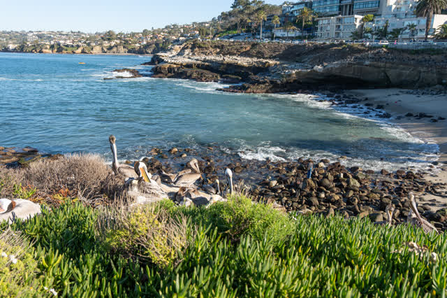 Elevated view of the cliffs, wildlife and the ocean at La Jolla Cove.