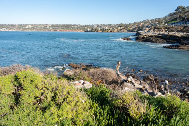La Jolla Cove and the Sea life on a beautiful San Diego Day | Photo – 8