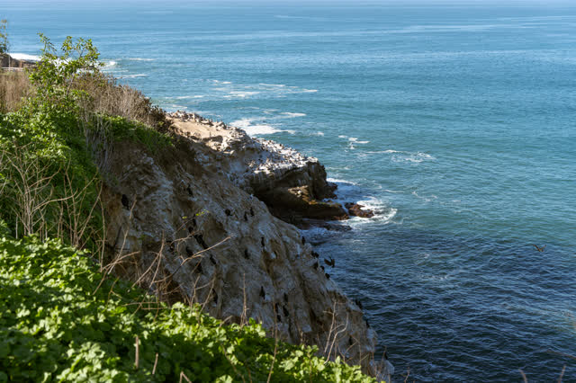 Elevated view of the cliffs, wildlife and the ocean at La Jolla Cove.