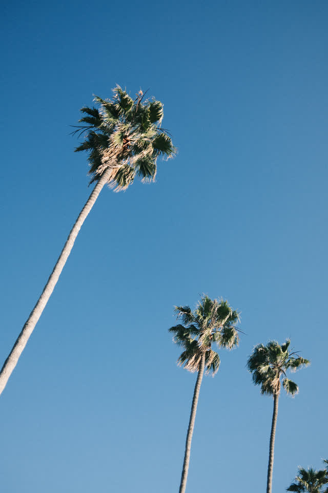 A park, palm trees and open country at La Jolla Shores.