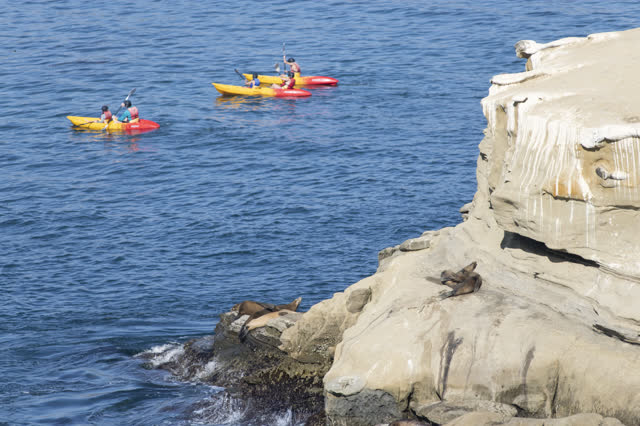 Elevated view of the cliffs, boats and wildlife at La Jolla Cove, with paddlers on the water.