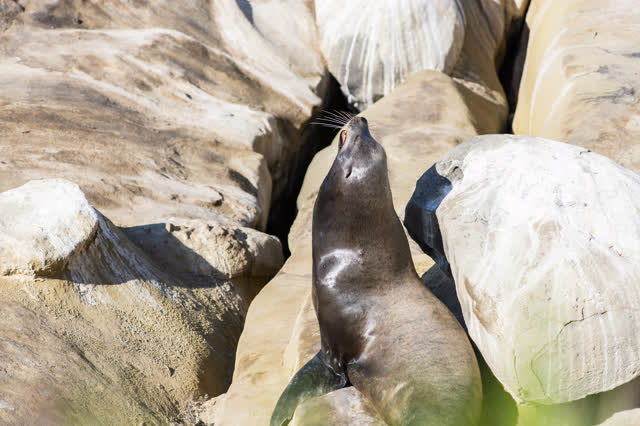 Close view of the cliffs, wildlife and open country at La Jolla Cove.