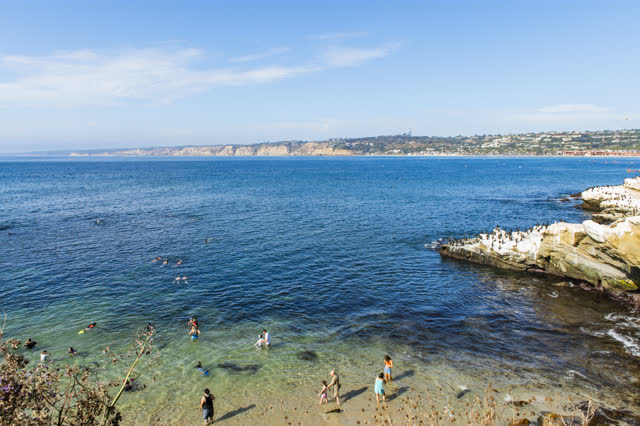 Elevated view of the beach, wildlife and the ocean at La Jolla Cove, with swimmers in the water.