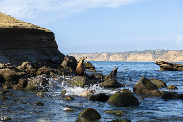 The cliffs, wildlife and the ocean at La Jolla Cove.
