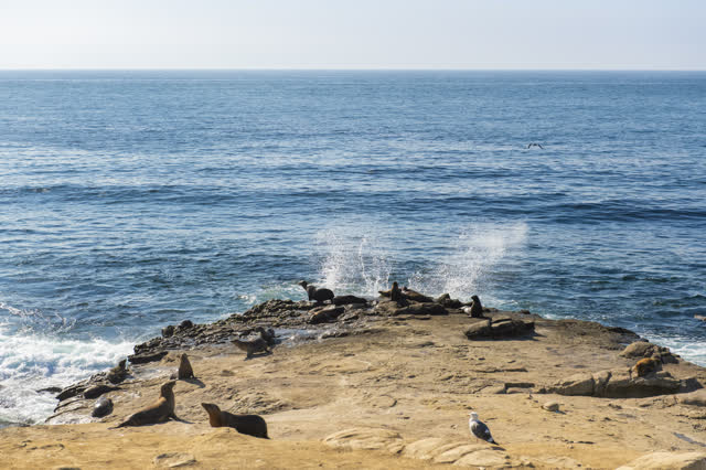 Elevated view of the cliffs, the surf and wildlife at La Jolla Cove.