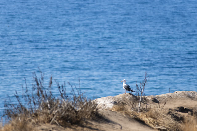 Elevated view of the cliffs, wildlife and the ocean at La Jolla Cove.