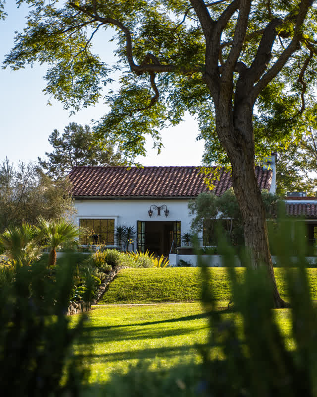 A residential street, palm trees and homes at Covenant.