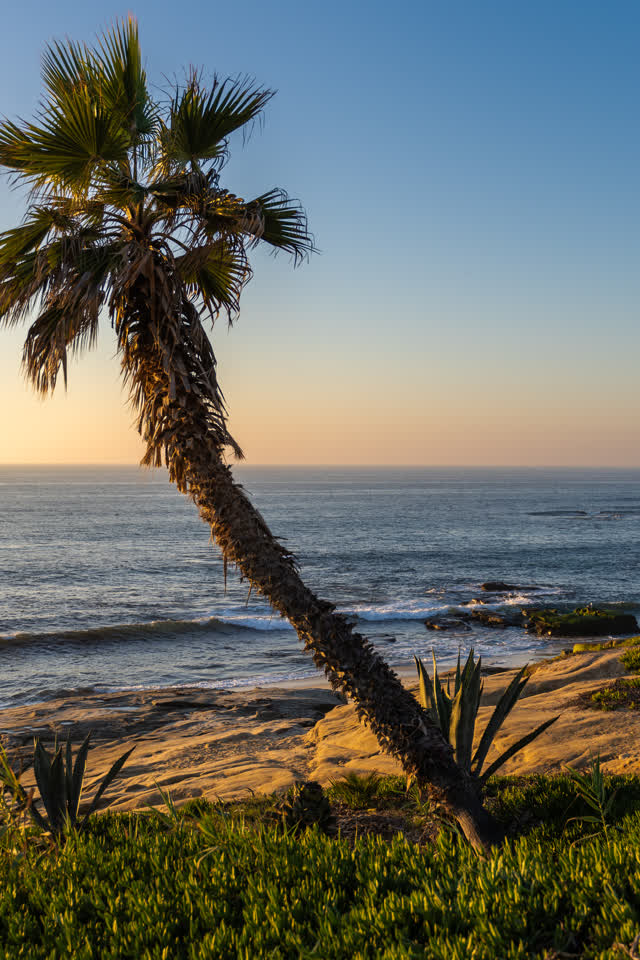 Elevated view of the cliffs, palm trees and the ocean at Windansea.