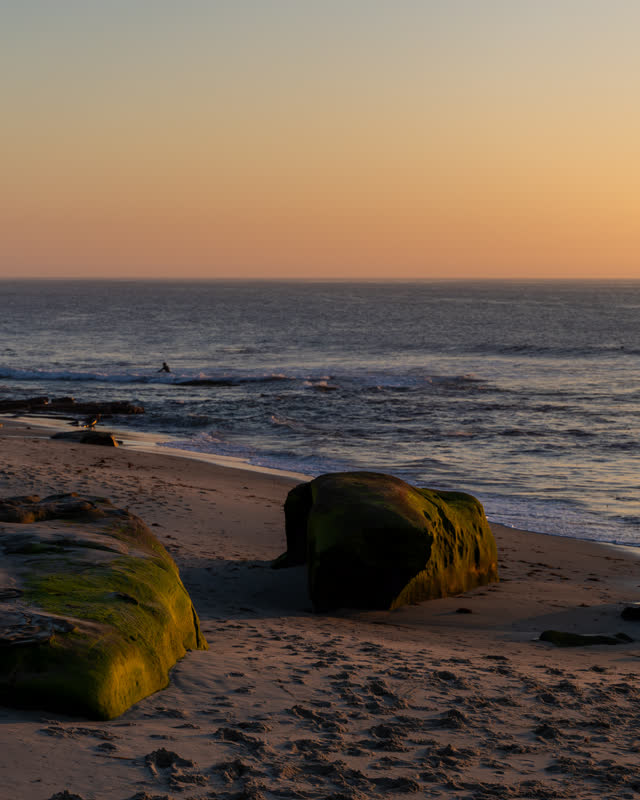 The beach, the surf and wildlife at Windansea, with surfers out.