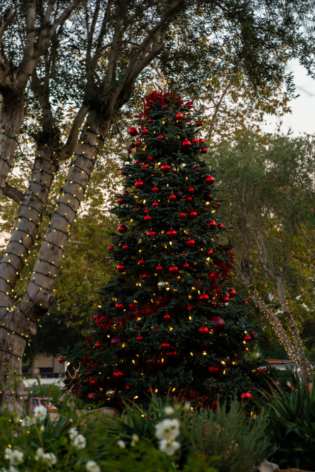 A park, palm trees and open country at Covenant.