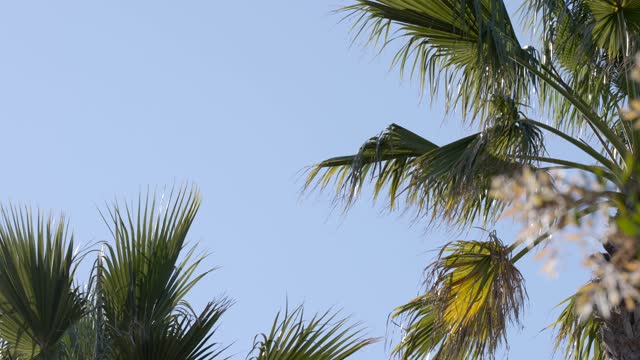 The beach, palm trees and open country at Leucadia.