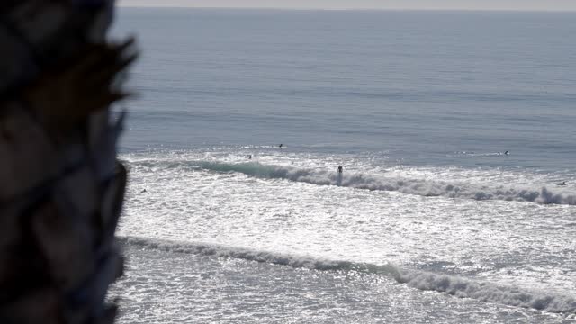 Elevated view of the beach, the surf and palm trees at Leucadia, with surfers out.