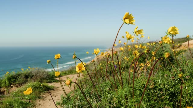 Elevated view of the cliffs, the ocean and the beach at Black’s Beach.