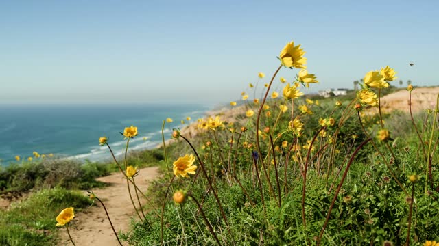 Elevated view of the cliffs, the ocean and the beach at Black’s Beach.