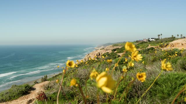 Elevated view of the cliffs, palm trees and the ocean at Black’s Beach.